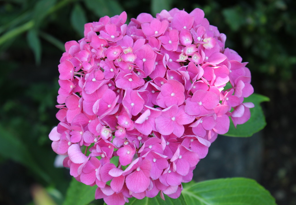 Drying Hydrangeas - Travel Portugal Blog