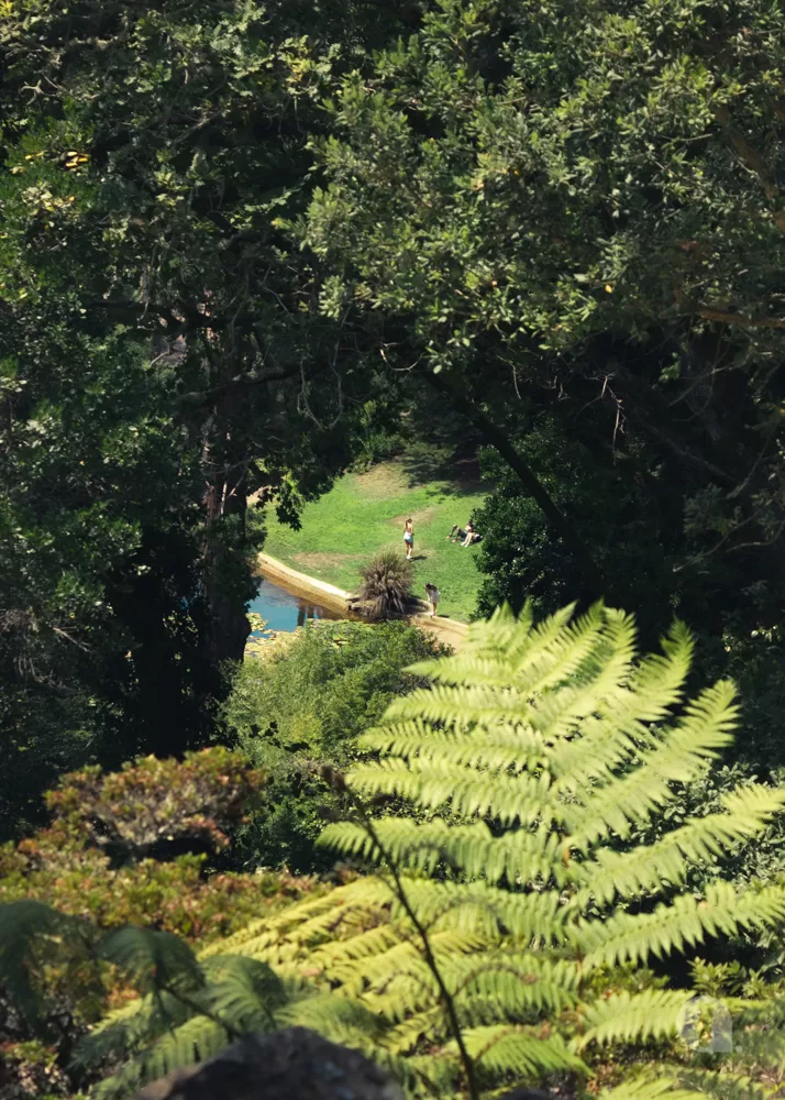 Trees parted to look over grass clearing and pond.