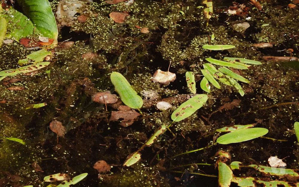 Frog sitting on a twig in a pond.